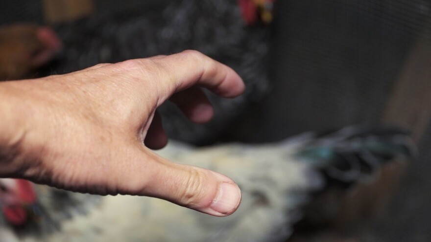 Provalio u kokošinjac i ukrao nekoliko desetaka komada razne vrste peradi!