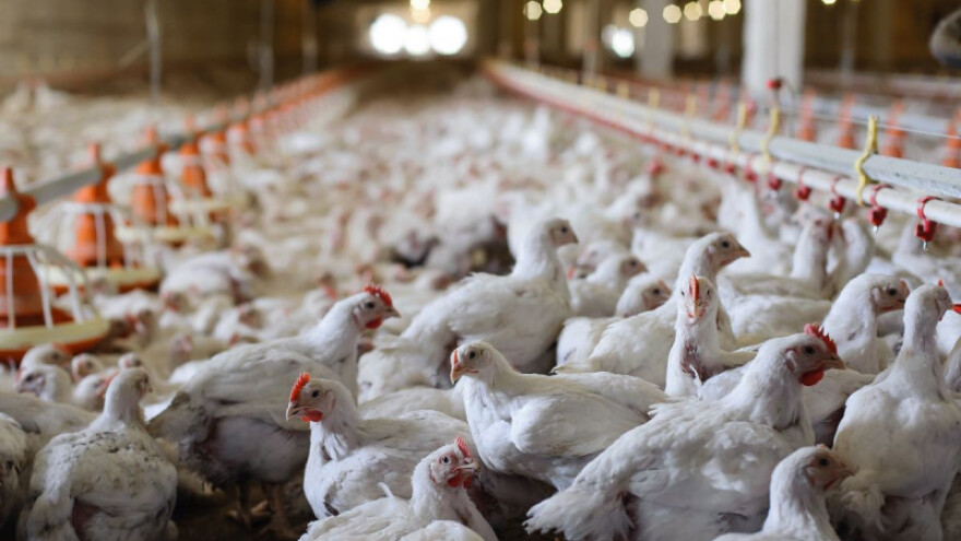 Obogaćivanje mesa i jaja omega 3 masnim kiselinama