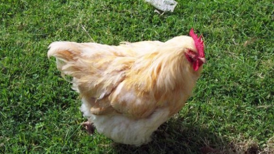 Hrvatsko meso i perad ponovno smiju u BiH