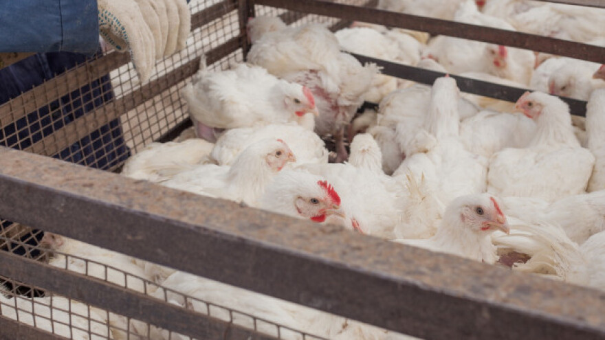 Slovenija uvodi meso peradi odabrane kvalitete