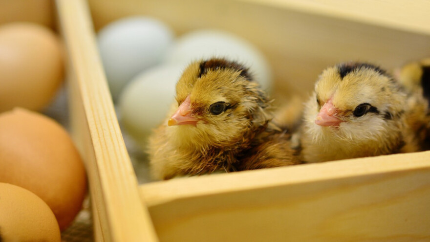 Zabranjen uvoz peradi zbog influence ptica