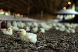 Aktivnosti tokom biološkog odmora peradarnika