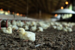 Što za vrijeme biološkog odmora peradarnika?