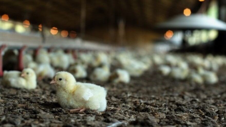 Aktivnosti tokom biološkog odmora živinarnika