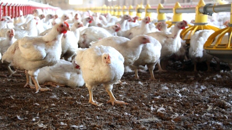 Rekordan suficit u razmjeni za sektor peradarstva