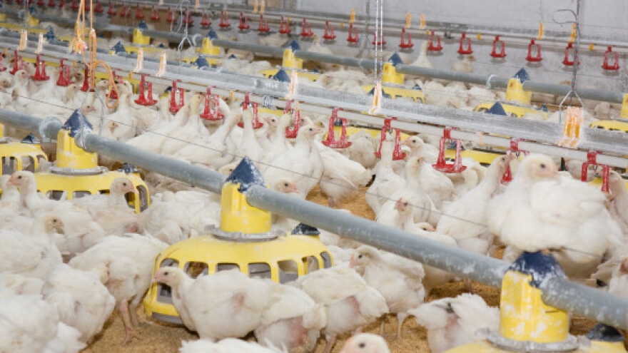 Peradarima potrebna nova tržišta