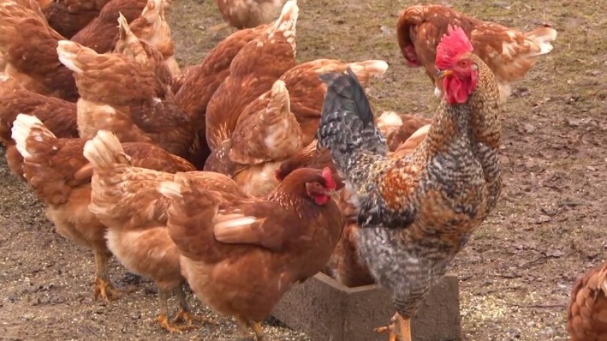 Organska proizvodnja jaja u BiH