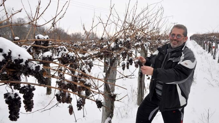 Ledena berba i kod vrhunskog enologa Ivice Peraka