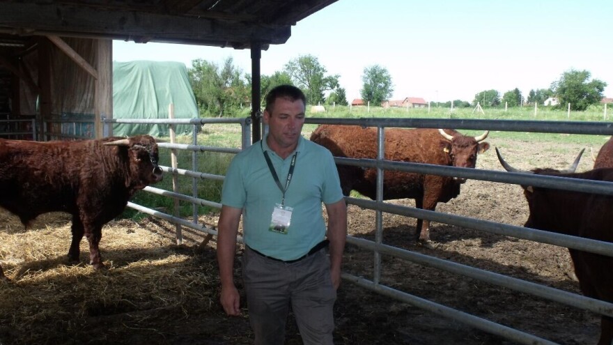 Salersi na paši, mliječne krave u štali, kokice u dvorištu - svakodnevica Perčecovih