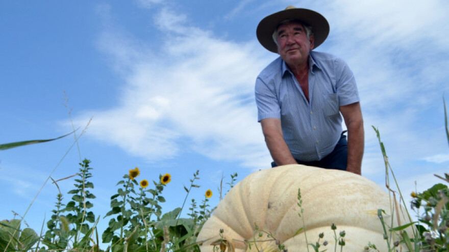 Dalmatinac uzgojio divovske tikve, teške oko 400 kilograma