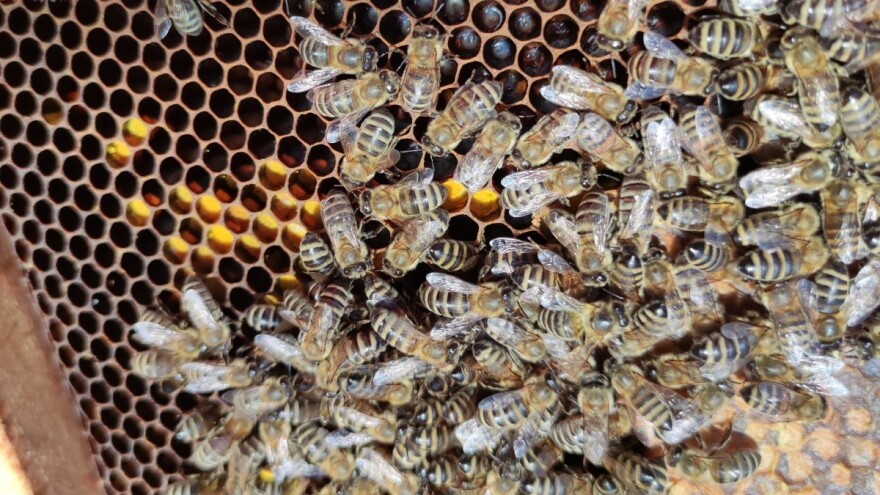 Može li umjetno fermentirana pelud zamijeniti pergu?