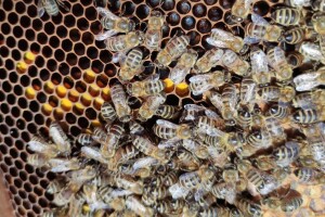 Može li umjetno fermentirana pelud zamijeniti pergu?
