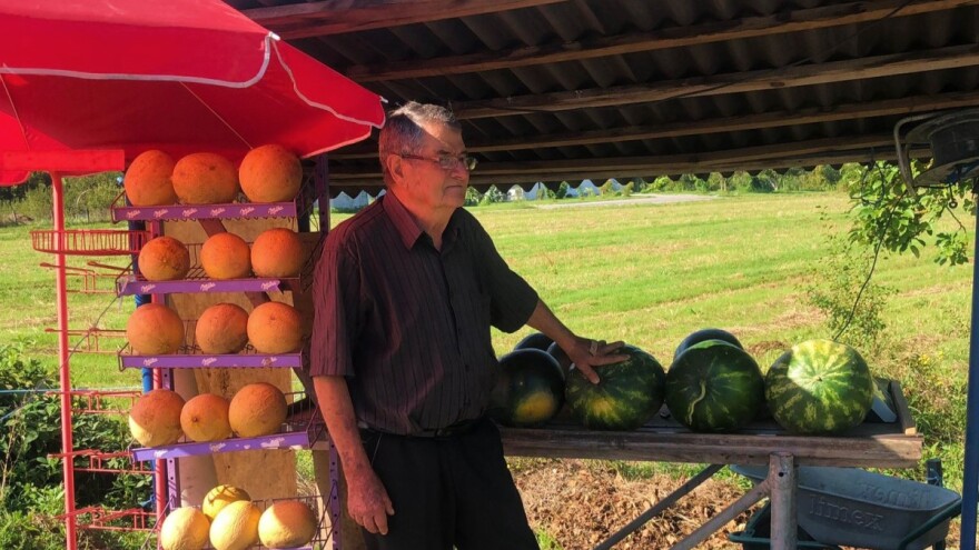 Peru niko ne može odvojiti od lubenica: U jesen kaže vidiš muke, pa opet posije