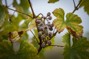 Peronospera hara u vinogradima bez zaštite