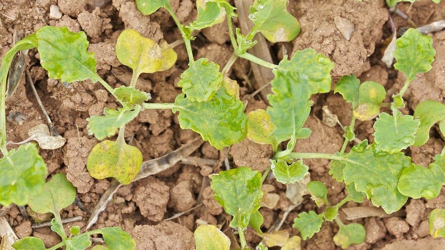 Simptomi i suzbijanje plamenjače uljane repice