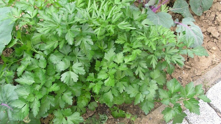 Za šta nam sve služi peršin?