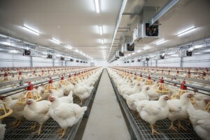 Perutnina Ptuj dokapitalizirana sa 40 milijuna eura