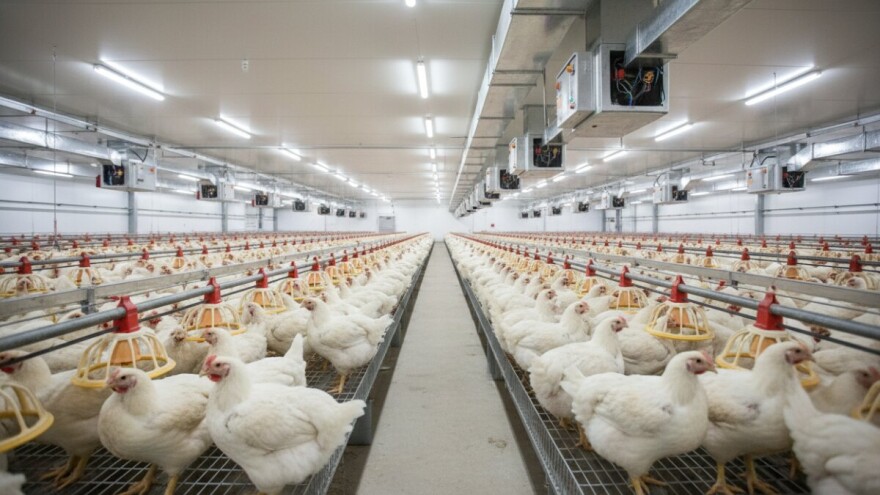 Perutnina Ptuj dokapitalizirana sa 40 milijuna eura