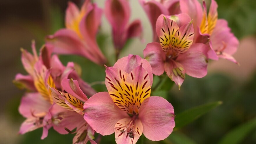 Peruanski ljiljan ili alstromerija, egzotičan ukras vrta