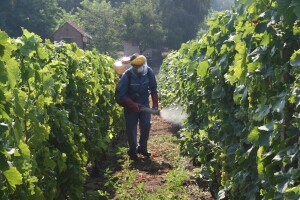 Vinogradari oprez: Siva plijesan u napadu na stolno grožđe!