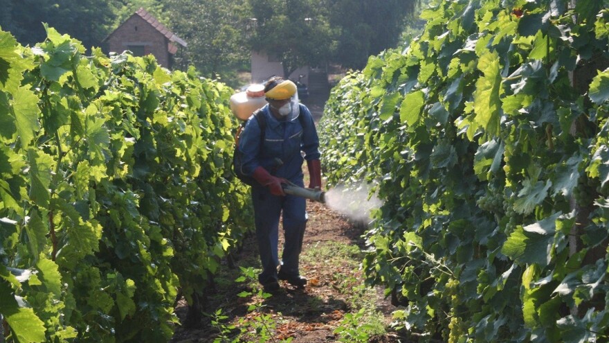 Vinogradari oprez: Siva plijesan u napadu na stolno grožđe!
