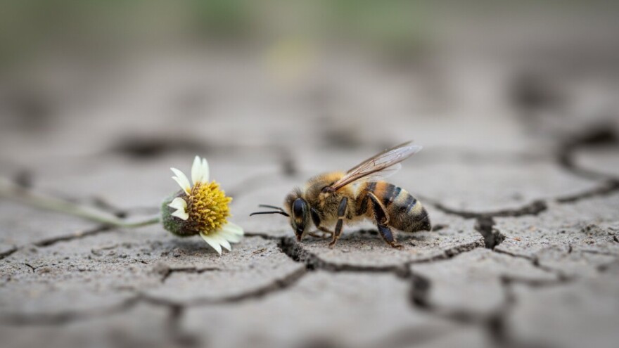 Pesticidi "ubijaju" pčele diljem svijeta