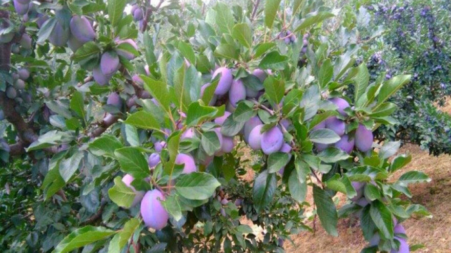 Izvoz šljiva u Rusiji manji za trećinu