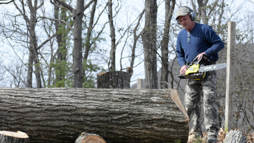 Pet najskupljih vrsta drva: Koji trupci vlasnicima šuma donose pravo bogatstvo?