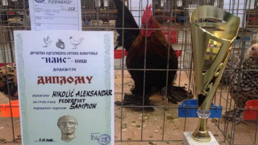 Odgaja Federfiste i osvaja nagrade