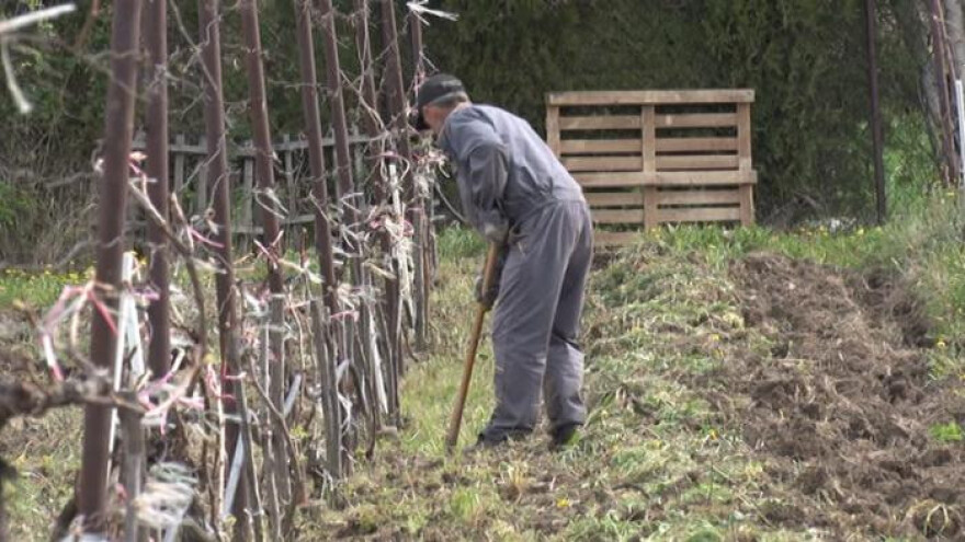 Ko voli da radi, neka vinograd sadi