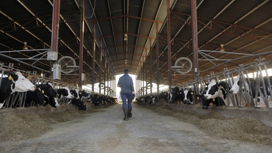 Peti mjesec pada globalnih cijena: Stočari pod najvećim pritiskom