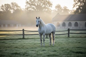 Peticija za đakovačku Ergelu