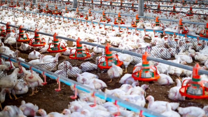 Petir pita Plenkovića o gradnji klaonica i farmi pilića u Sisačko-moslavačkoj županiji