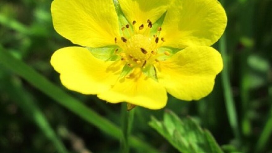 Kod petoprste je u glavnoj ulozi korijen