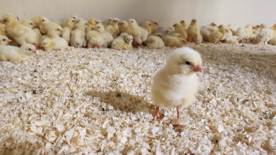 Priča o poljoprivredi u 24 fascinantne i zanimljive brojke