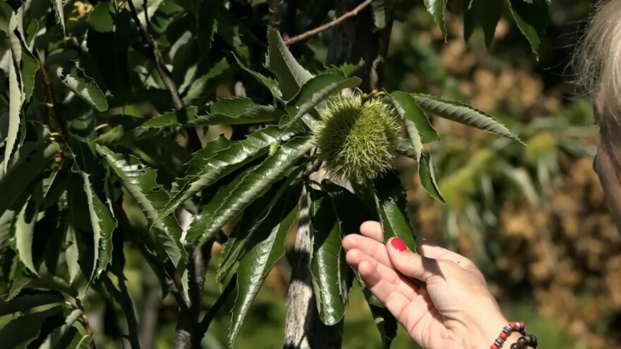 Petrinjski maron - nova sorta iz najveće šume kestena u Europi