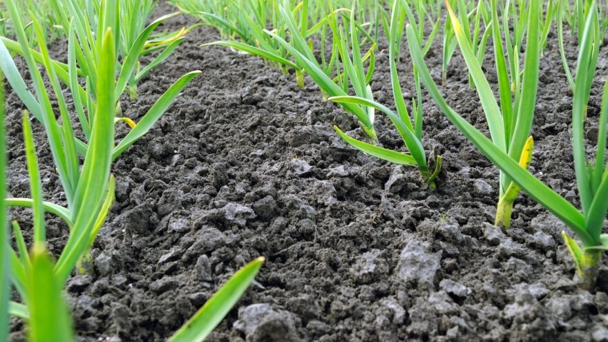 Gnojidba ozimog lukovičastog povrća: luka, poriluka i bijelog luka