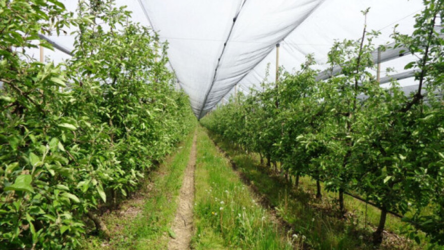 Folijarna prihrana voća