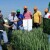 Zajednička primjena UAN-a i zaštitnih sredstava u prihrani pšenice