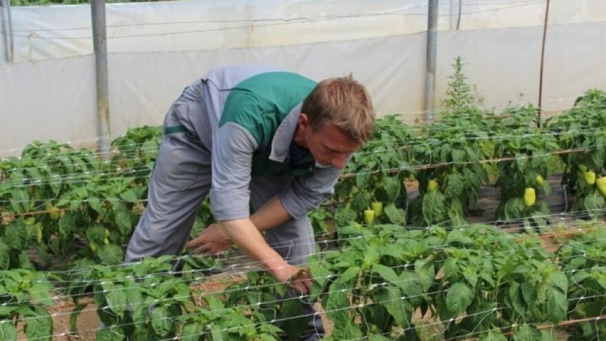 Folijarnom prihranom do zdravog povrća!