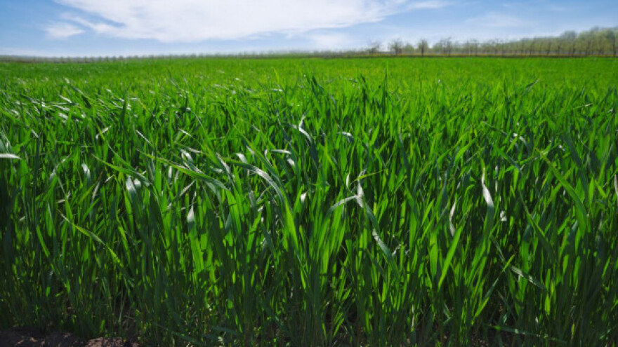 Prihrana ozimih žitarica