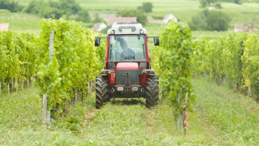 Prihranom vinograda do bogatog prinosa