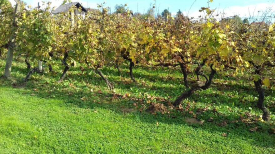 Gnojidba vinove loze u jesen
