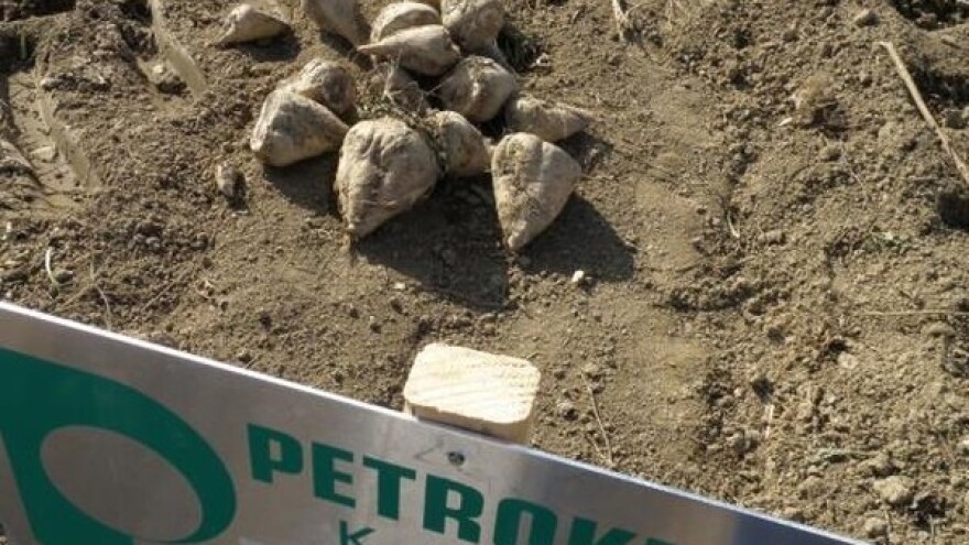 Savjeti za jesensku gnojidbu šećerne repe