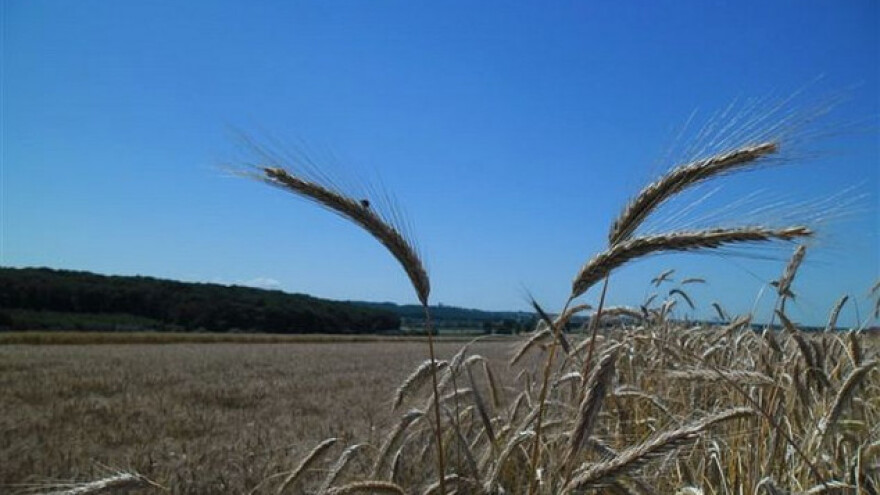 Petrokemijas u pokusu pojačao sadržaj proteina!
