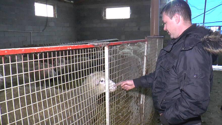 Pevač Branislav Orlović uspešno uzgaja ovce rase il de frans