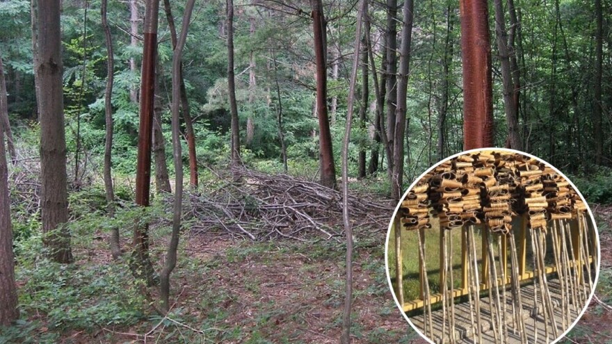 Paljenje lila - običaj koji uništava šume?