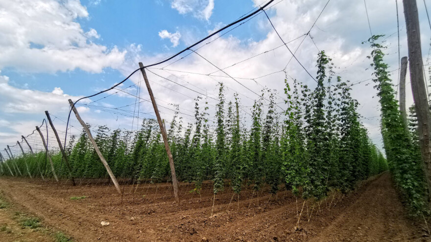 Zlatni dani hmelja se ponovo vraćaju u Bački Petrovac?