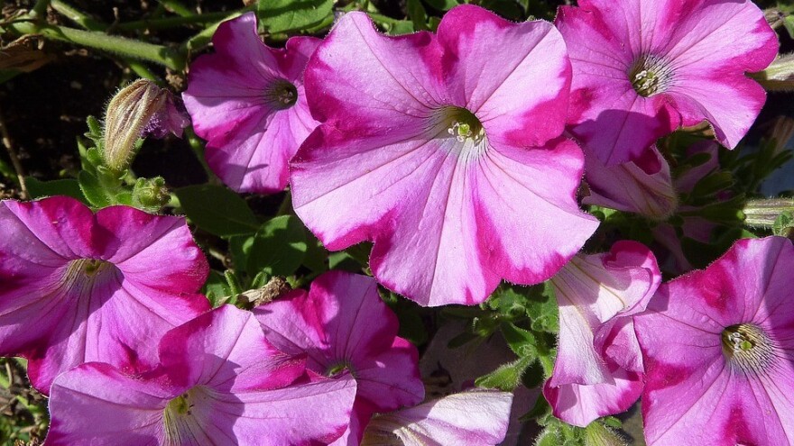 Sjetva petunije - sami uzgojite rasad