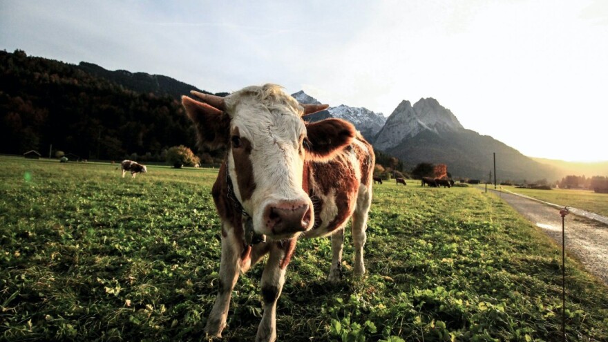 Što je to trulo u mljekarskom sektoru?